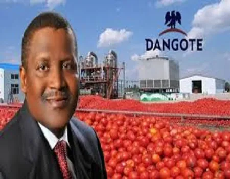 Dangote-tomatoes.webp
